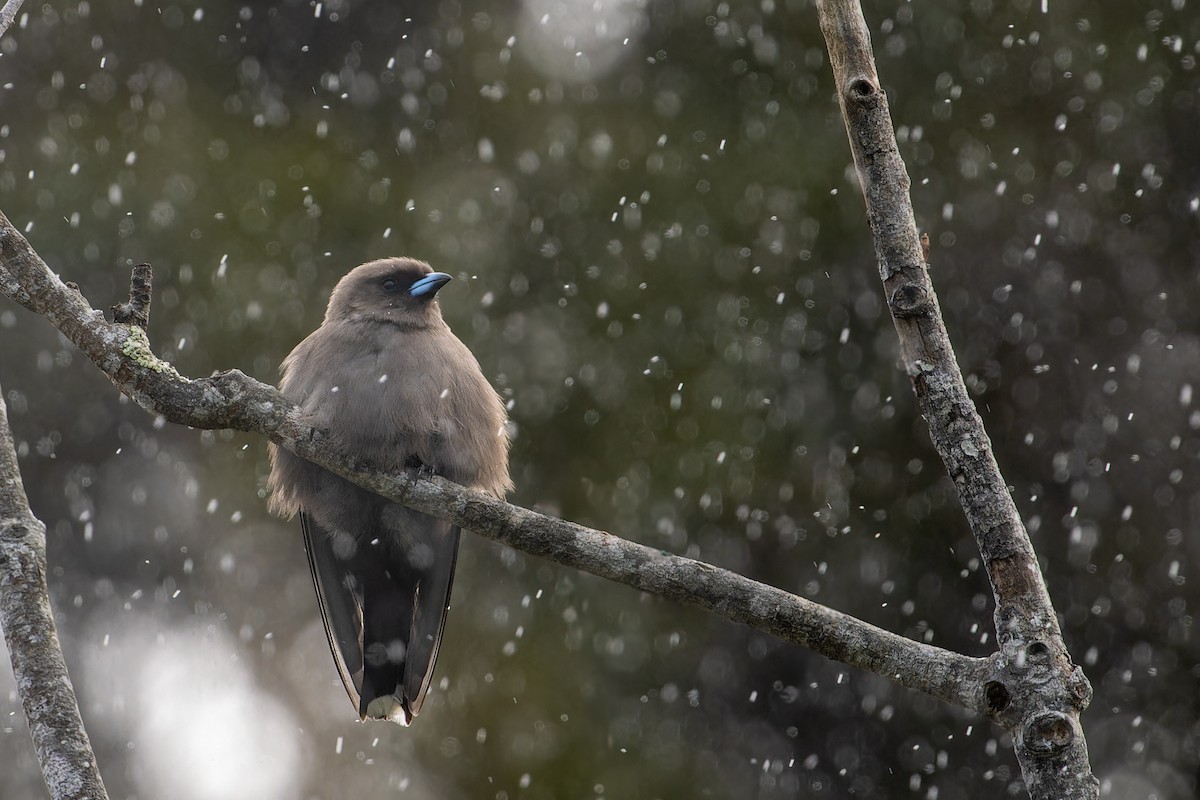 Dusky Woodswallow - ML623899651