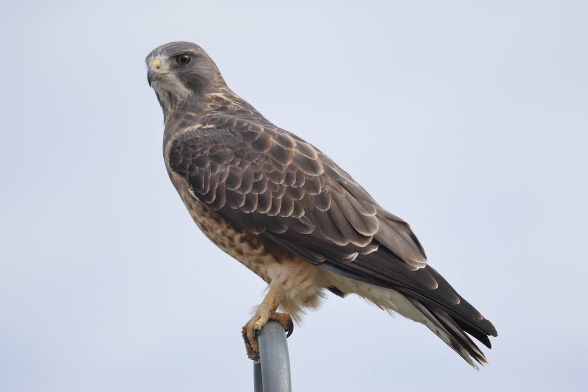 Swainson's Hawk - Francis Whitney