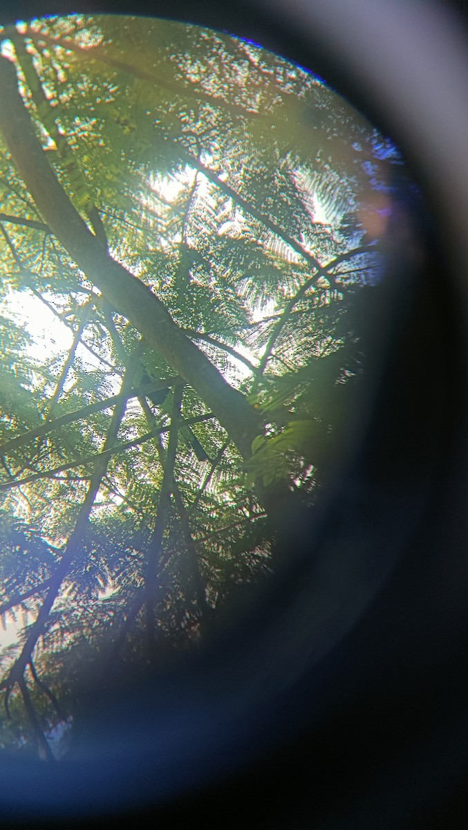 Green-billed Malkoha - ML623899660