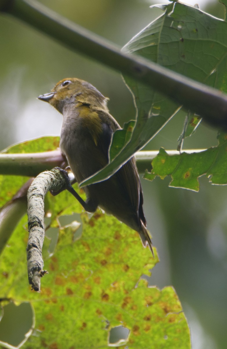 Tawny-capped Euphonia - Jeisson Figueroa Sandi