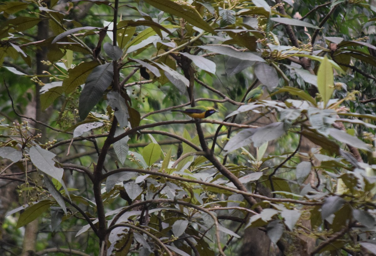 Orange-bellied Leafbird - ML623899696