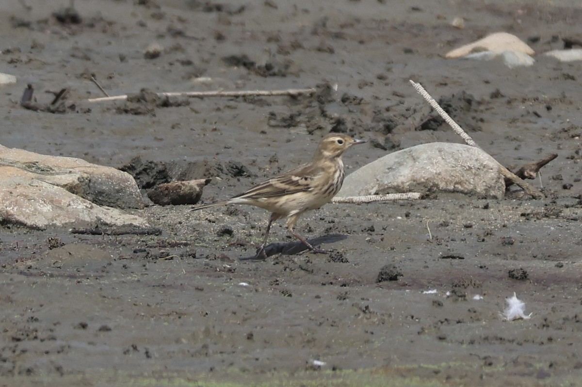 Pipit d'Amérique - ML623899710