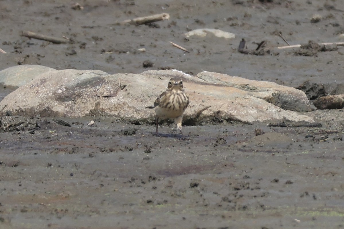 Pipit d'Amérique - ML623899714