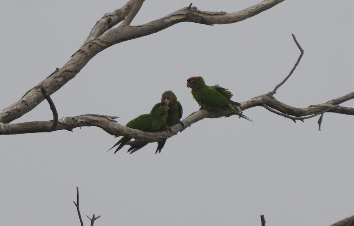 Conure à tête rouge - ML623899724