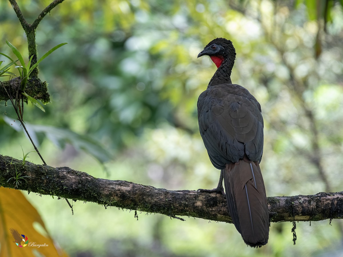 Crested Guan - ML623899728