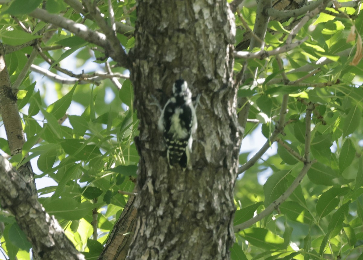 Downy Woodpecker - Ken Oeser