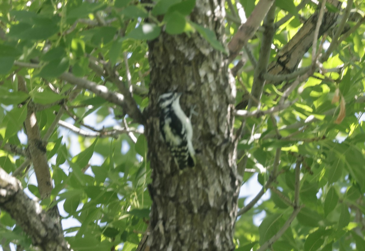 Downy Woodpecker - ML623899739