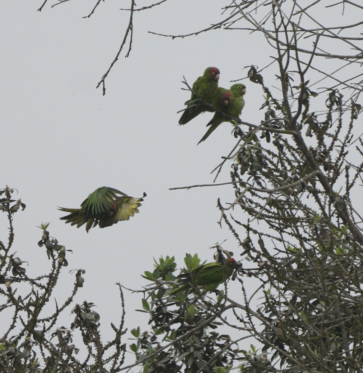 Red-masked Parakeet - ML623899749