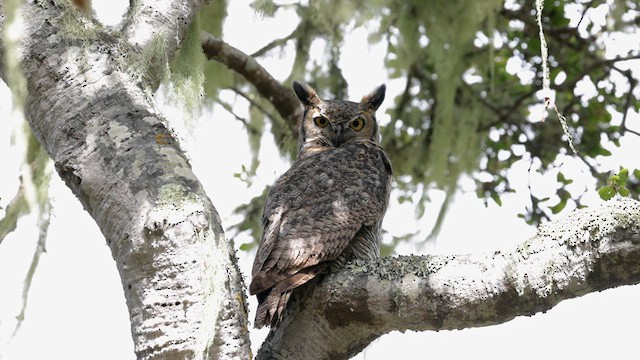 Great Horned Owl - ML623899752