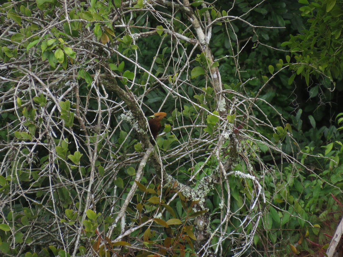 Chestnut-colored Woodpecker - ML623899762