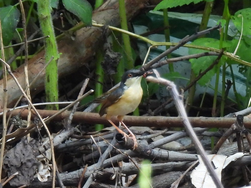 Ashy Prinia - ML623899772