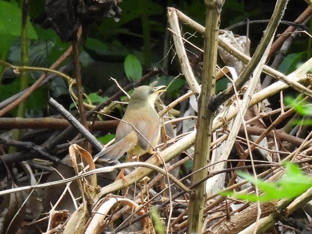 Ashy Prinia - ML623899773