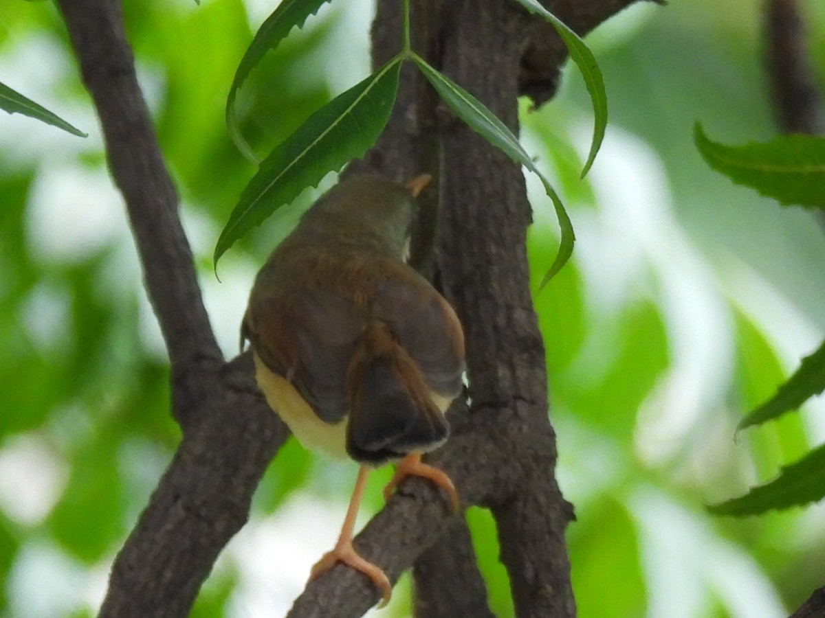 Ashy Prinia - ML623899774