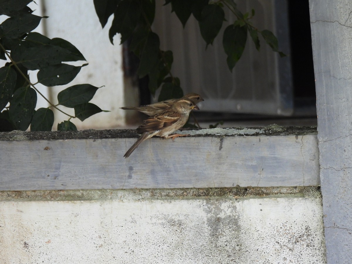 House Sparrow - Shilpa Gadgil