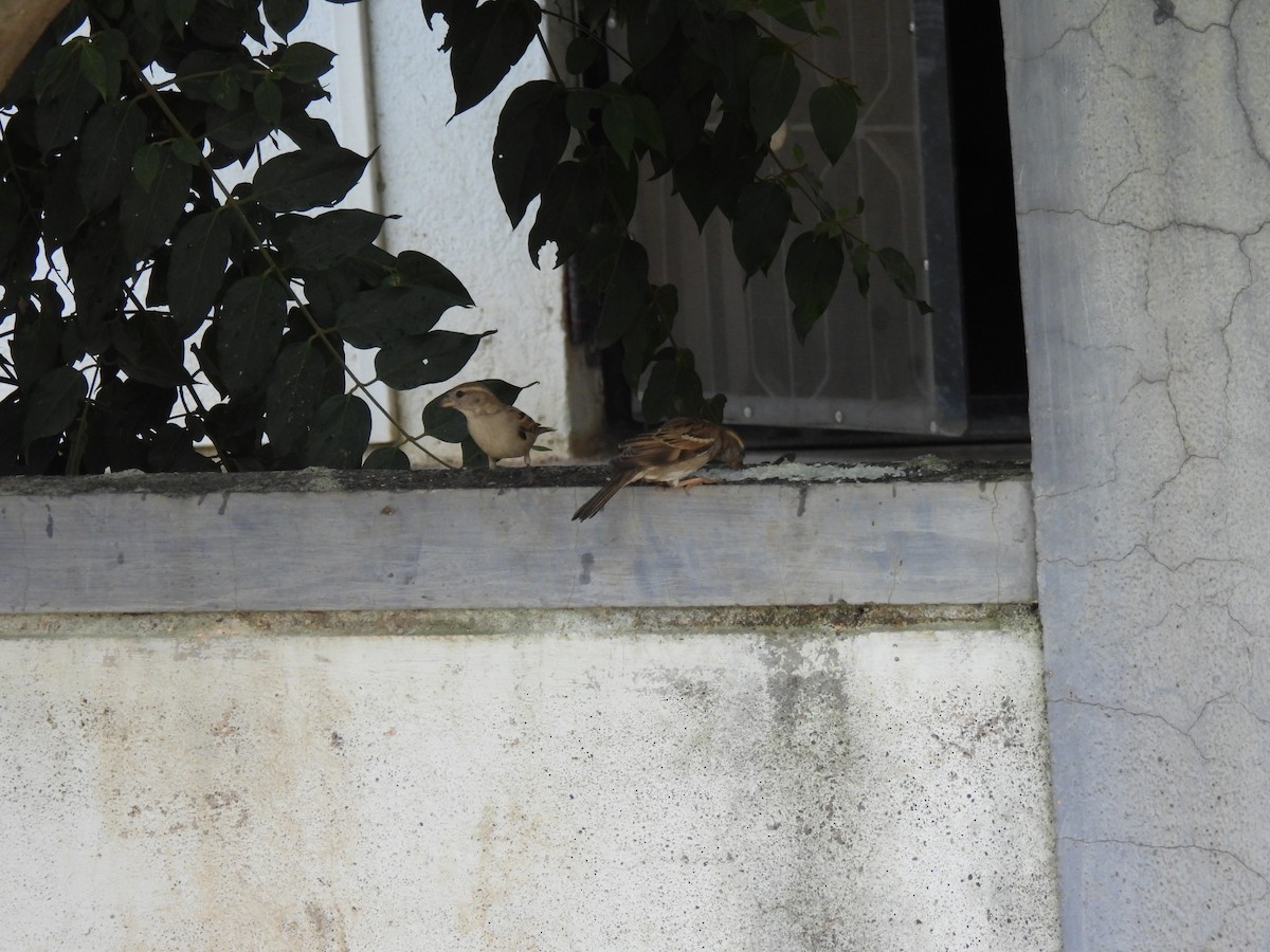 House Sparrow - ML623899783