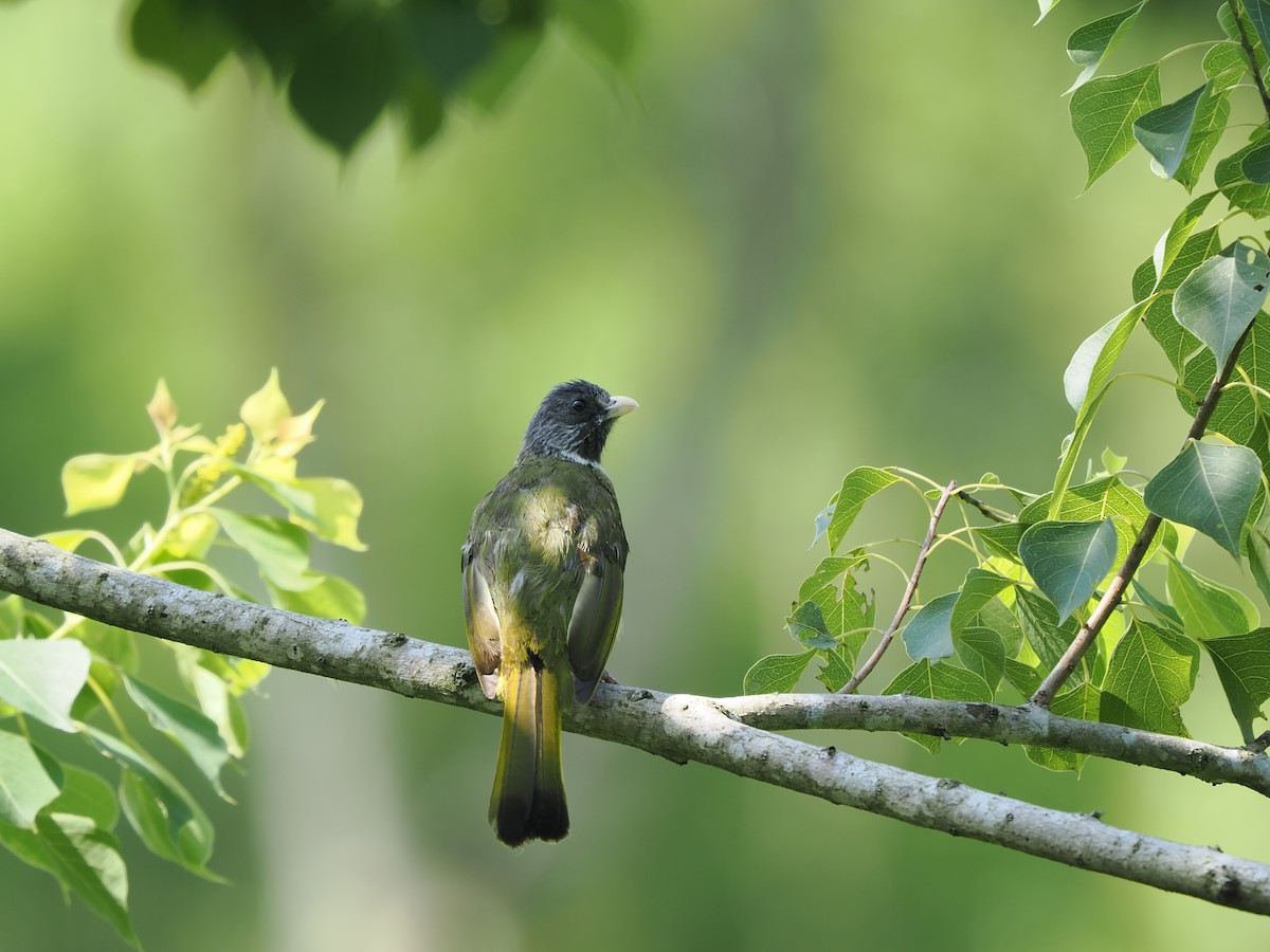 Collared Finchbill - ML623899785