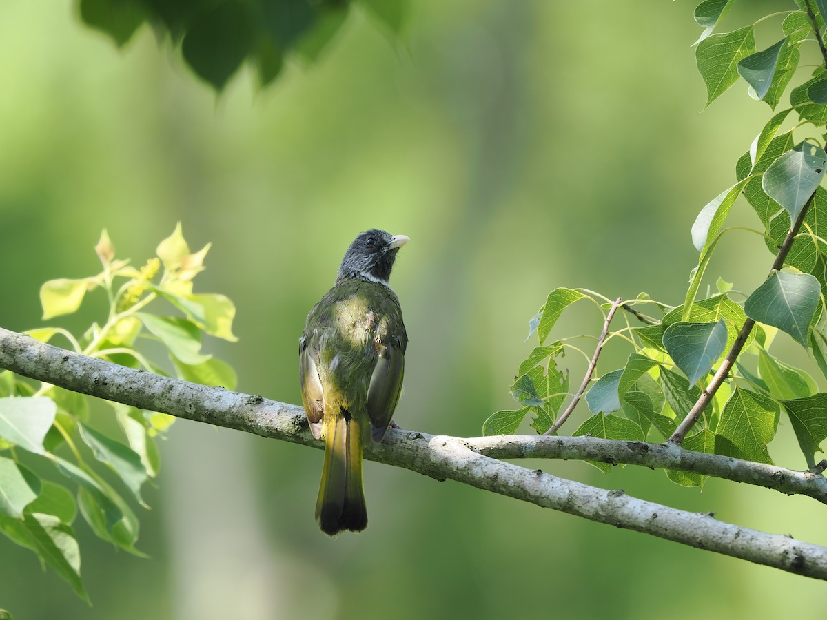 Collared Finchbill - ML623899786