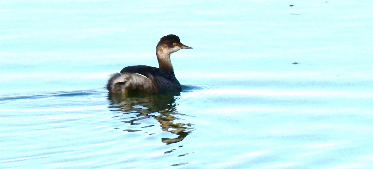 Eared Grebe - ML623899787