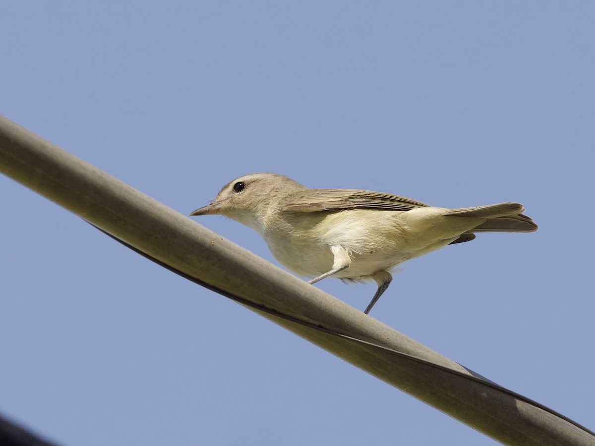 Warbling Vireo (Western) - ML623899793