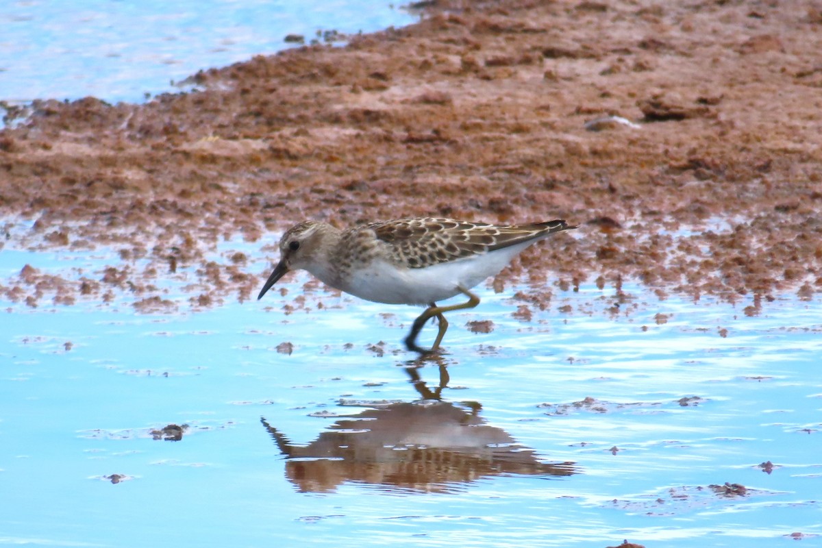 Least Sandpiper - ML623899794