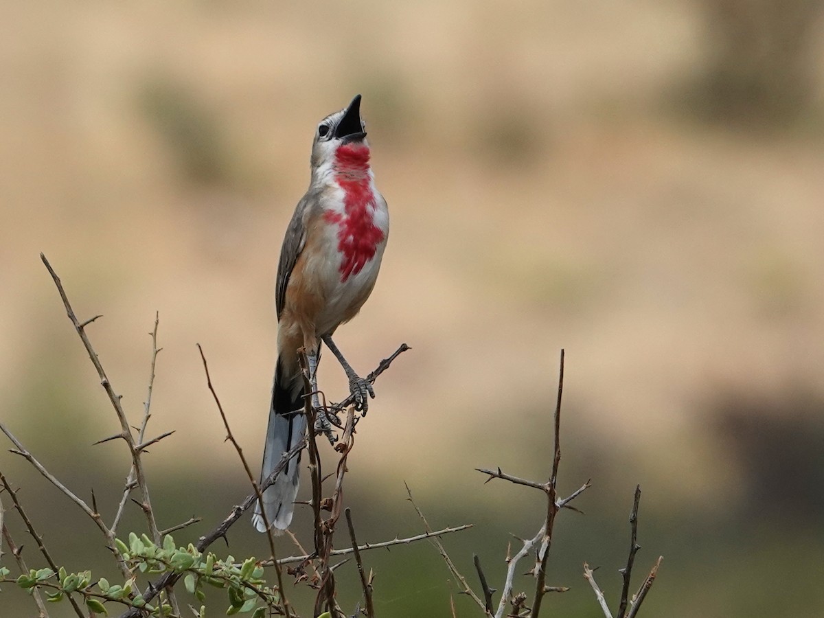 Rosy-patched Bushshrike - ML623899795