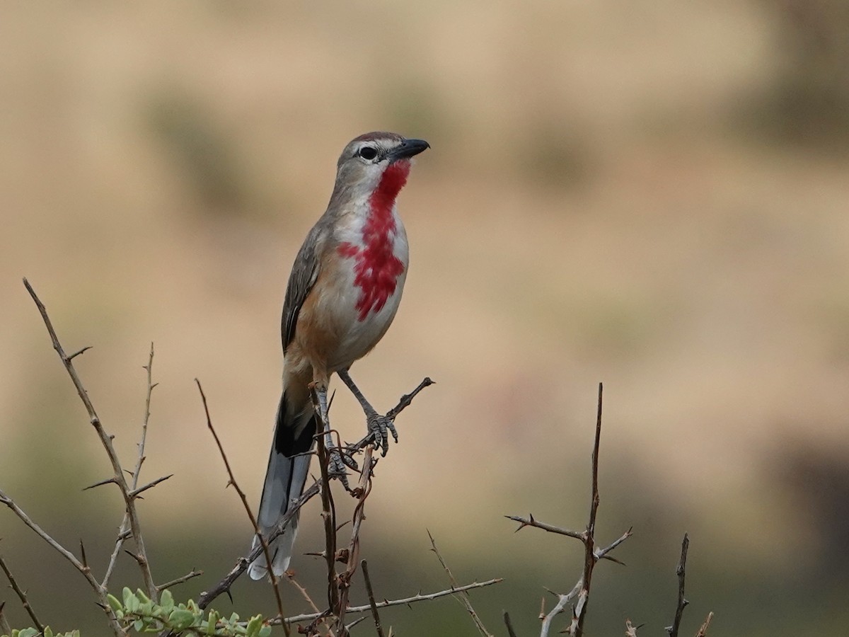 Rosy-patched Bushshrike - ML623899796