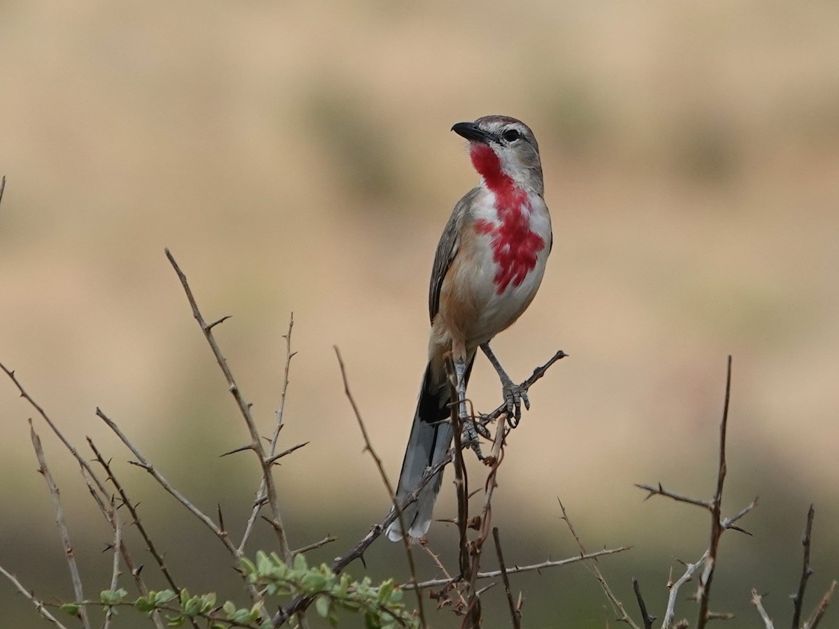 Rosy-patched Bushshrike - ML623899797