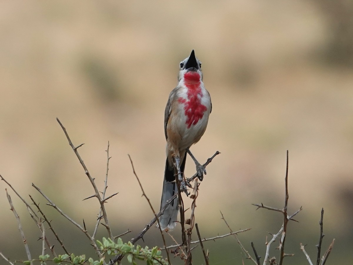 Rosy-patched Bushshrike - ML623899798