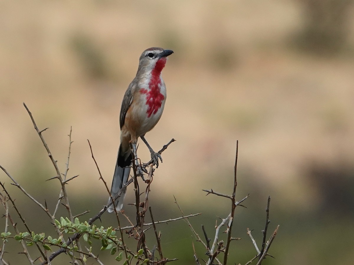 Rosy-patched Bushshrike - ML623899799