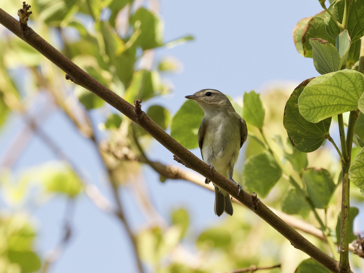 Warbling Vireo (Western) - ML623899801