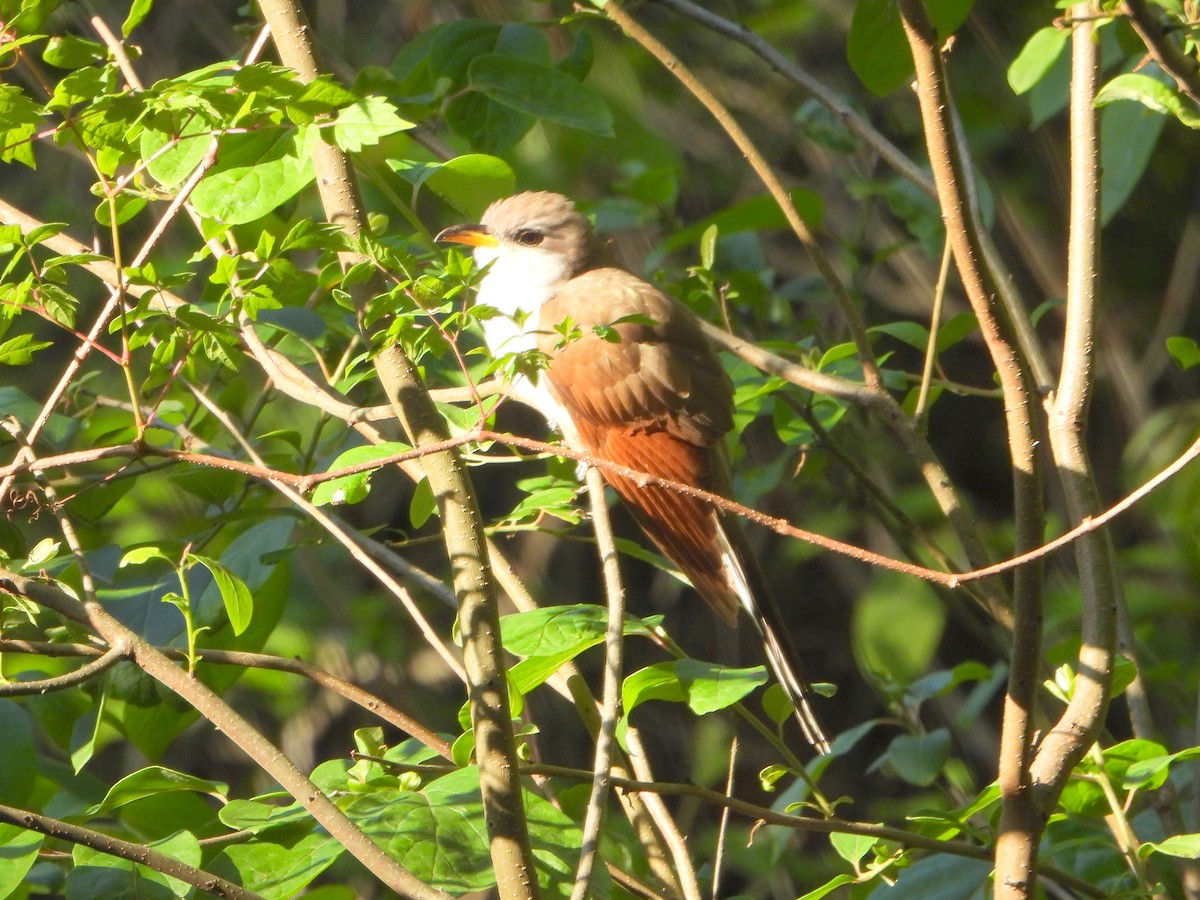 Yellow-billed Cuckoo - ML623899804