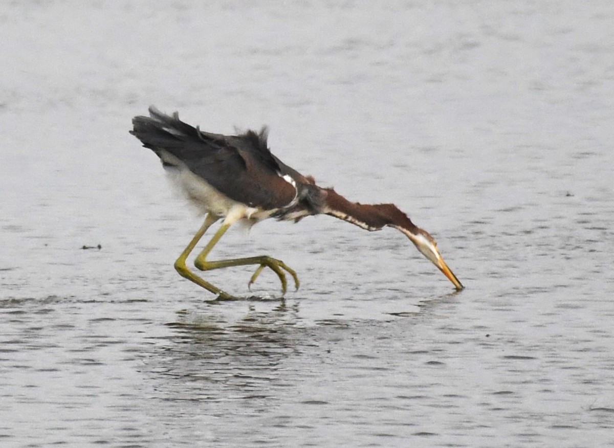 Tricolored Heron - ML623899805