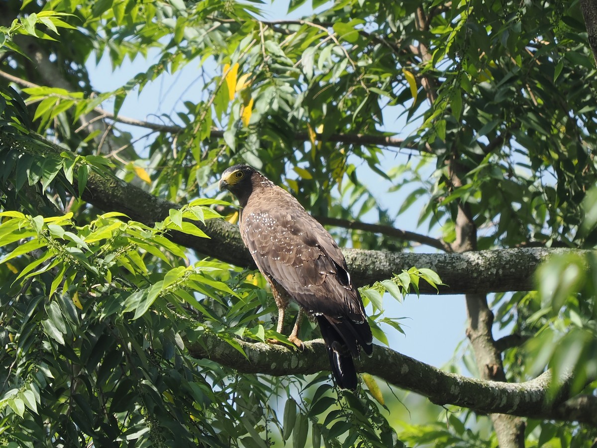 Crested Serpent-Eagle (Crested) - ML623899807