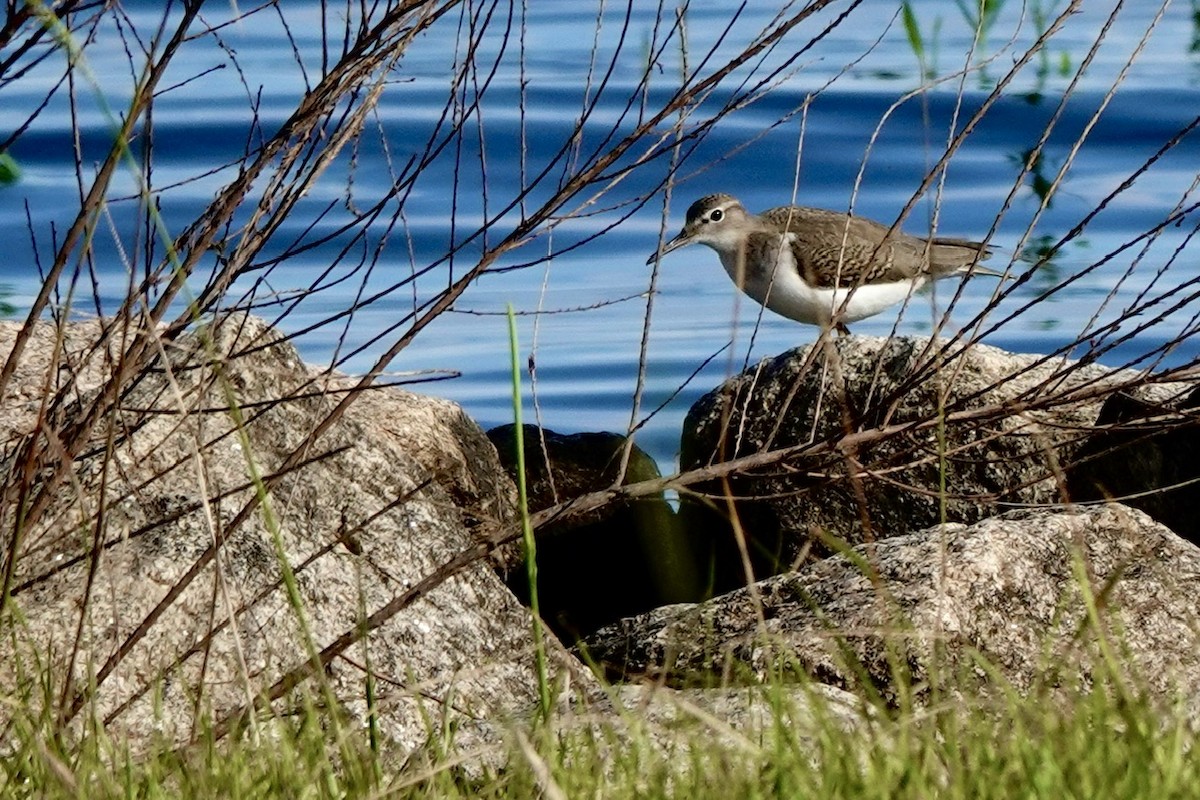 Spotted Sandpiper - ML623899808