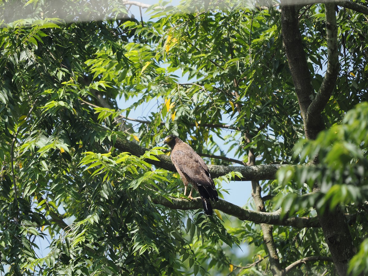 Crested Serpent-Eagle (Crested) - Kuan Chieh/貫捷 (Chuck) Hung/洪