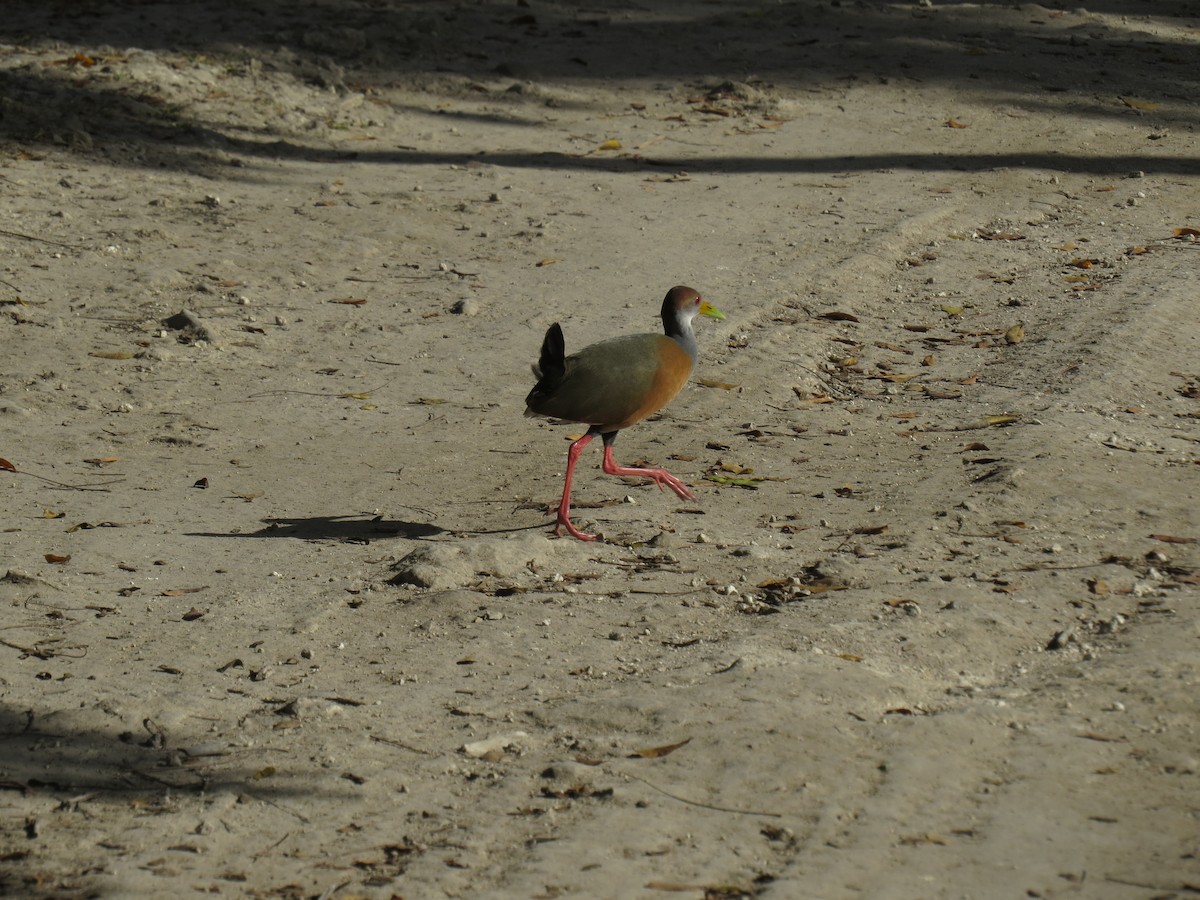 Russet-naped Wood-Rail - ML623899817