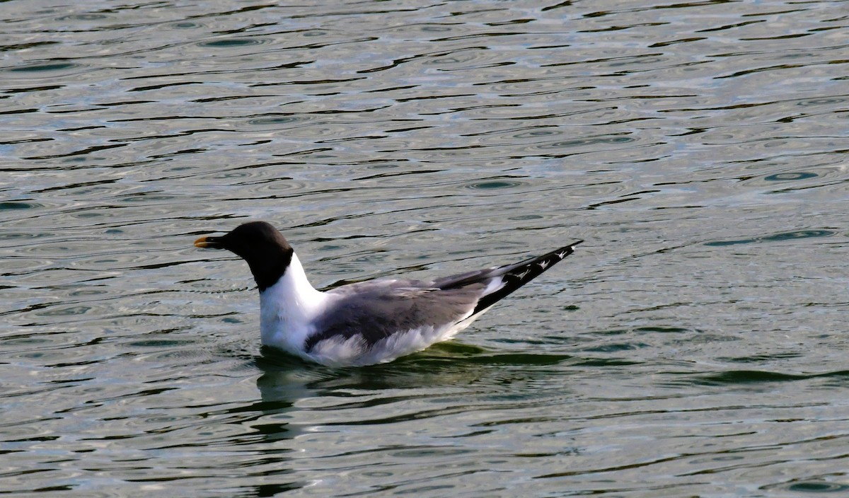 Sabine's Gull - ML623899819