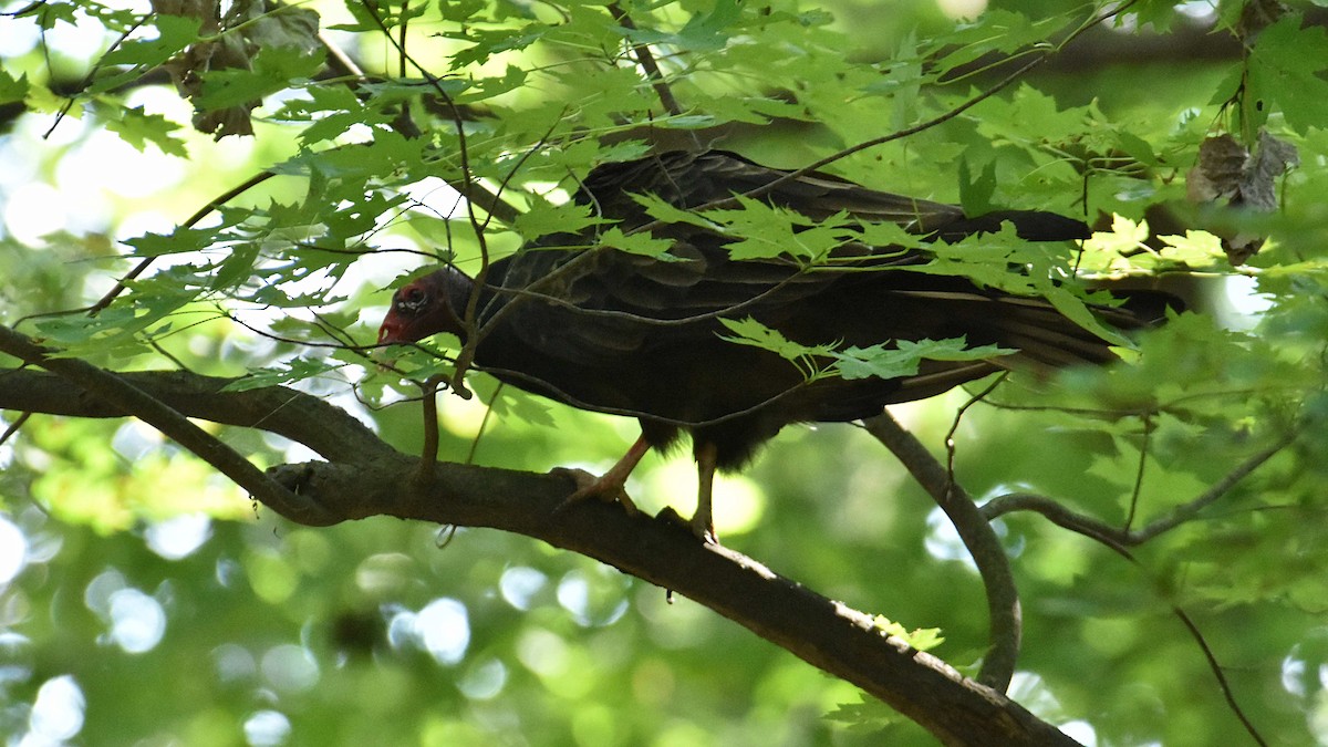 Turkey Vulture - ML623899820