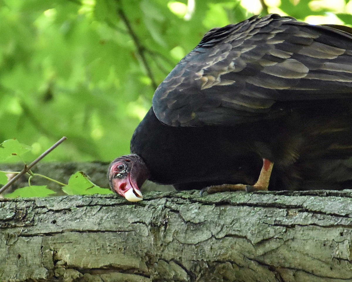 Turkey Vulture - ML623899821