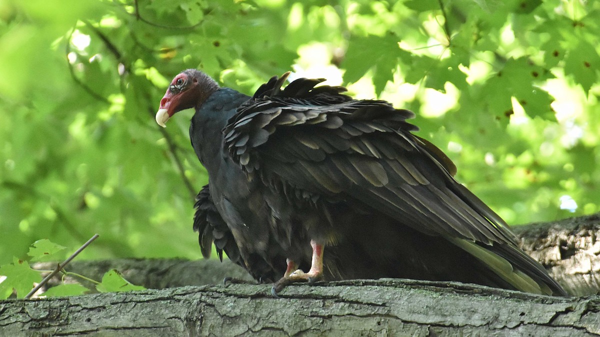 Turkey Vulture - ML623899822