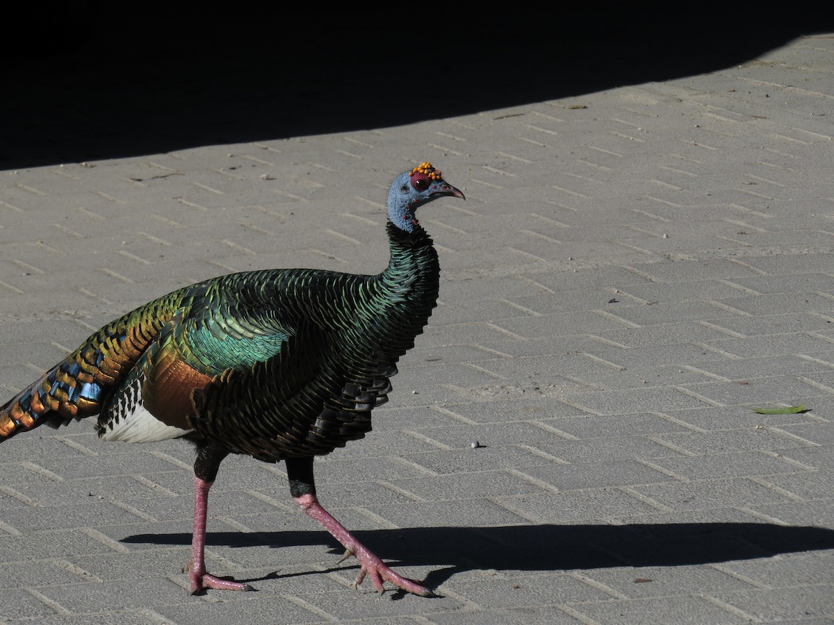 Ocellated Turkey - Keir Randall