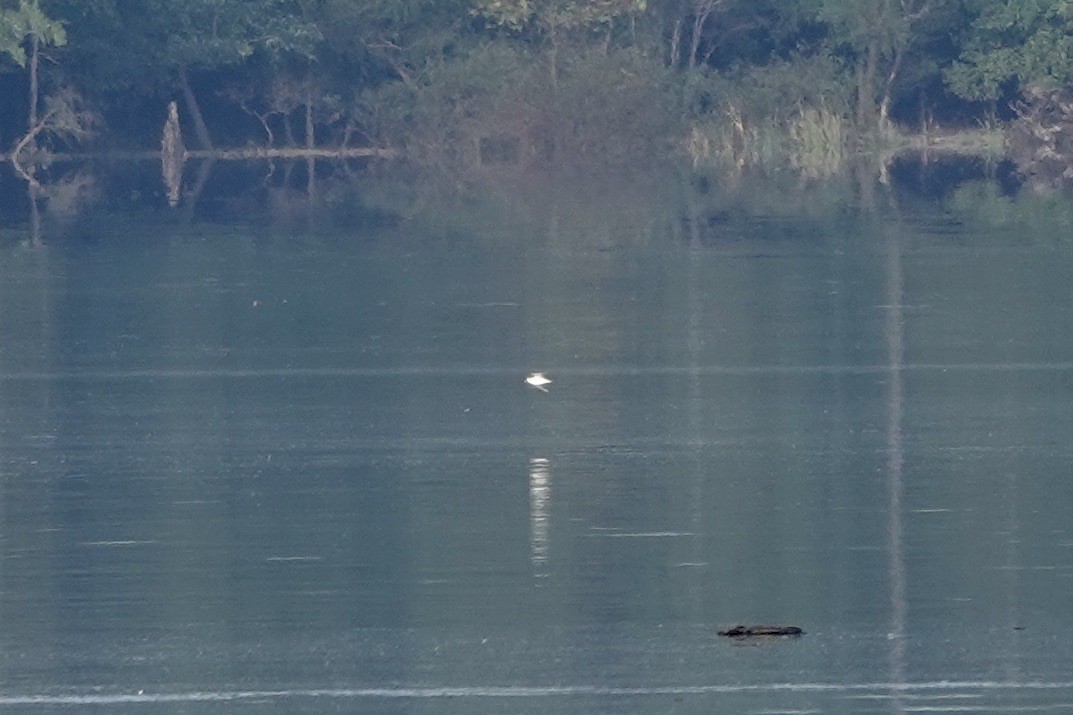 gull sp. - Fleeta Chauvigne