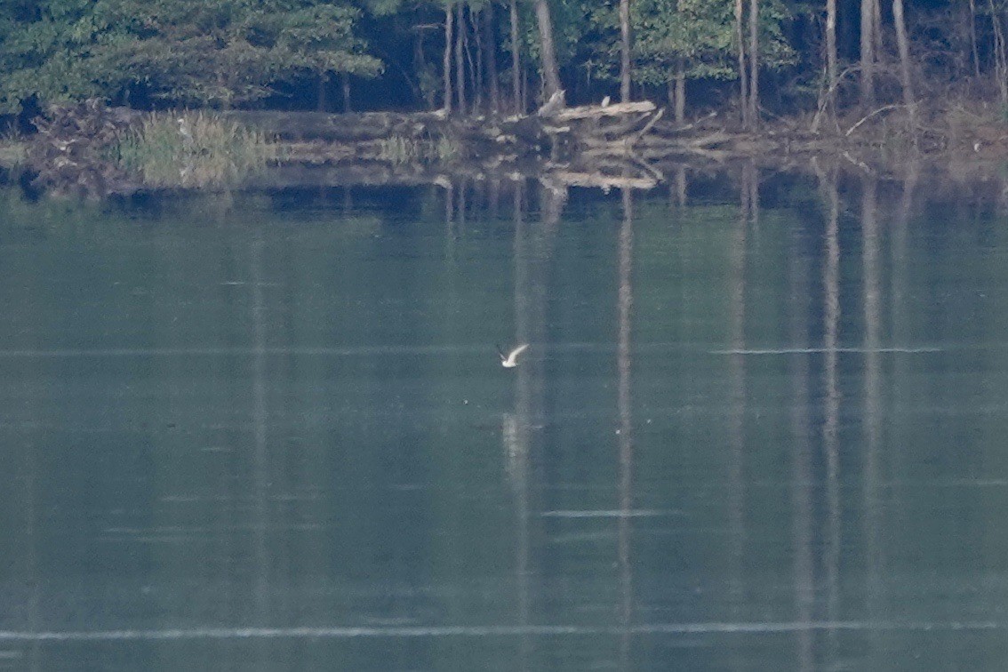 gull sp. - ML623899831