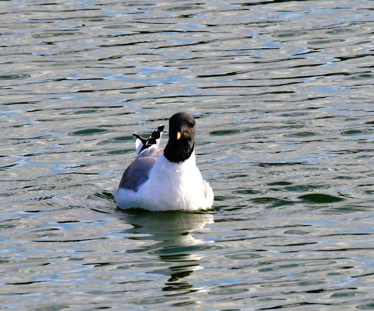 Sabine's Gull - ML623899836