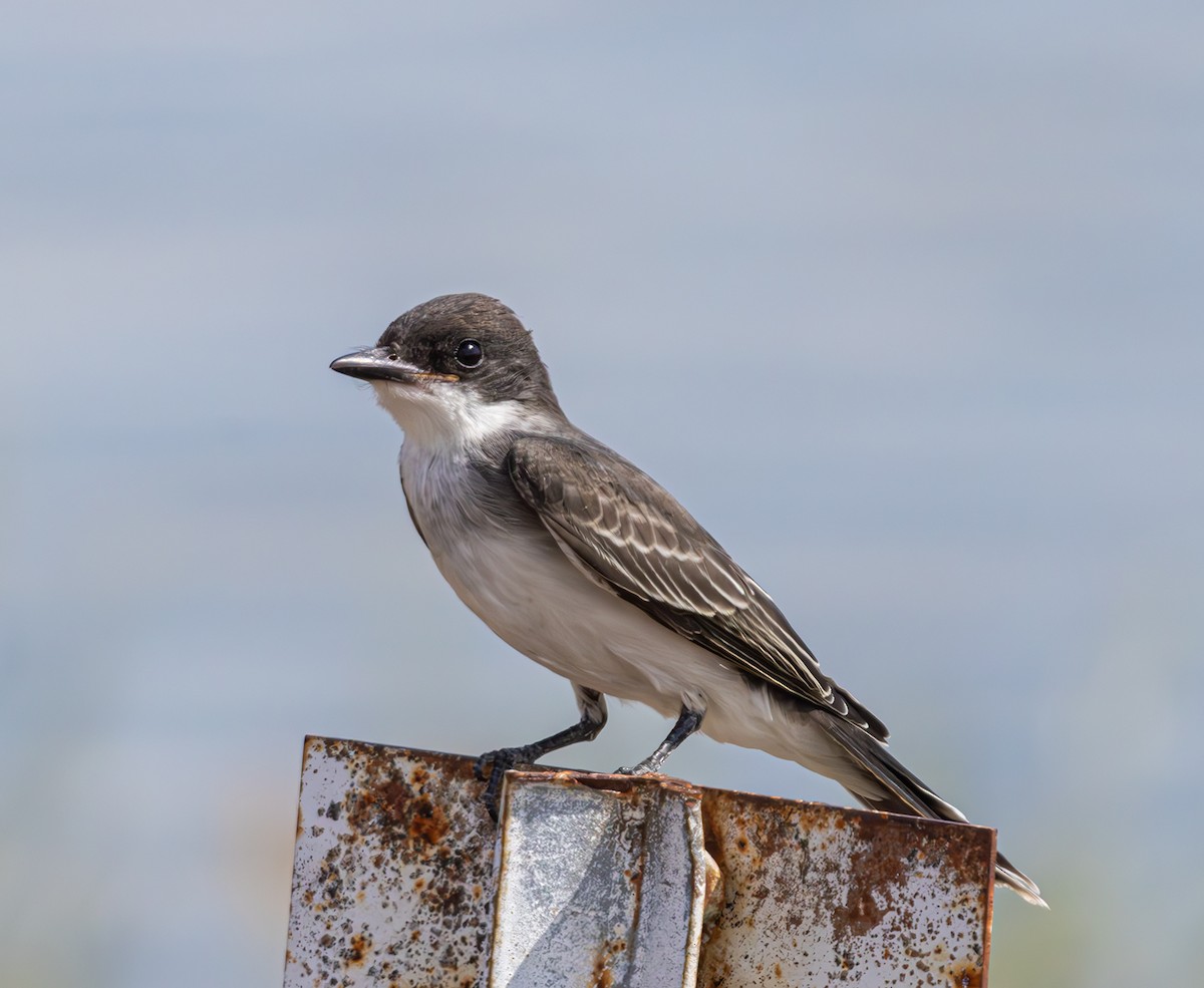 Eastern Kingbird - Mike Clark