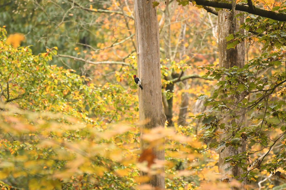 Red-headed Woodpecker - ML623899840