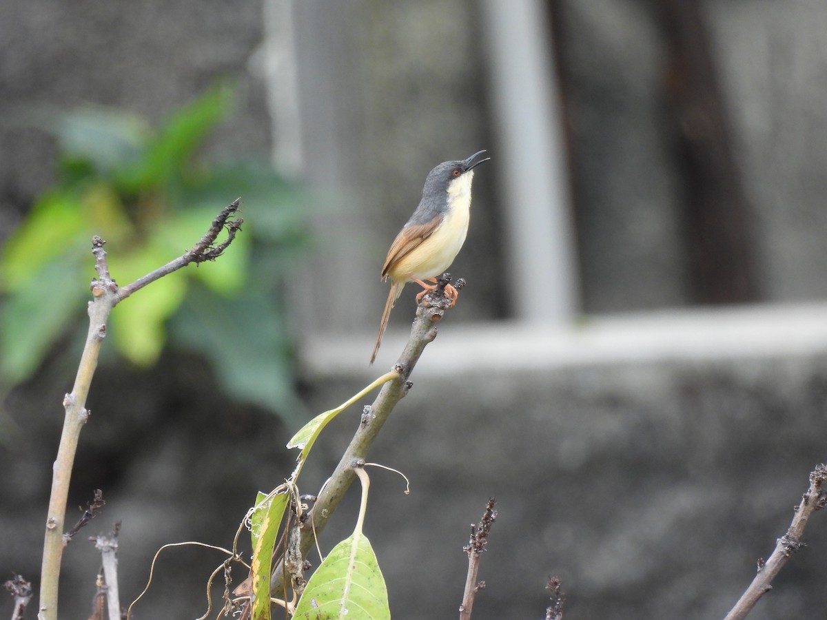 Ashy Prinia - ML623899853