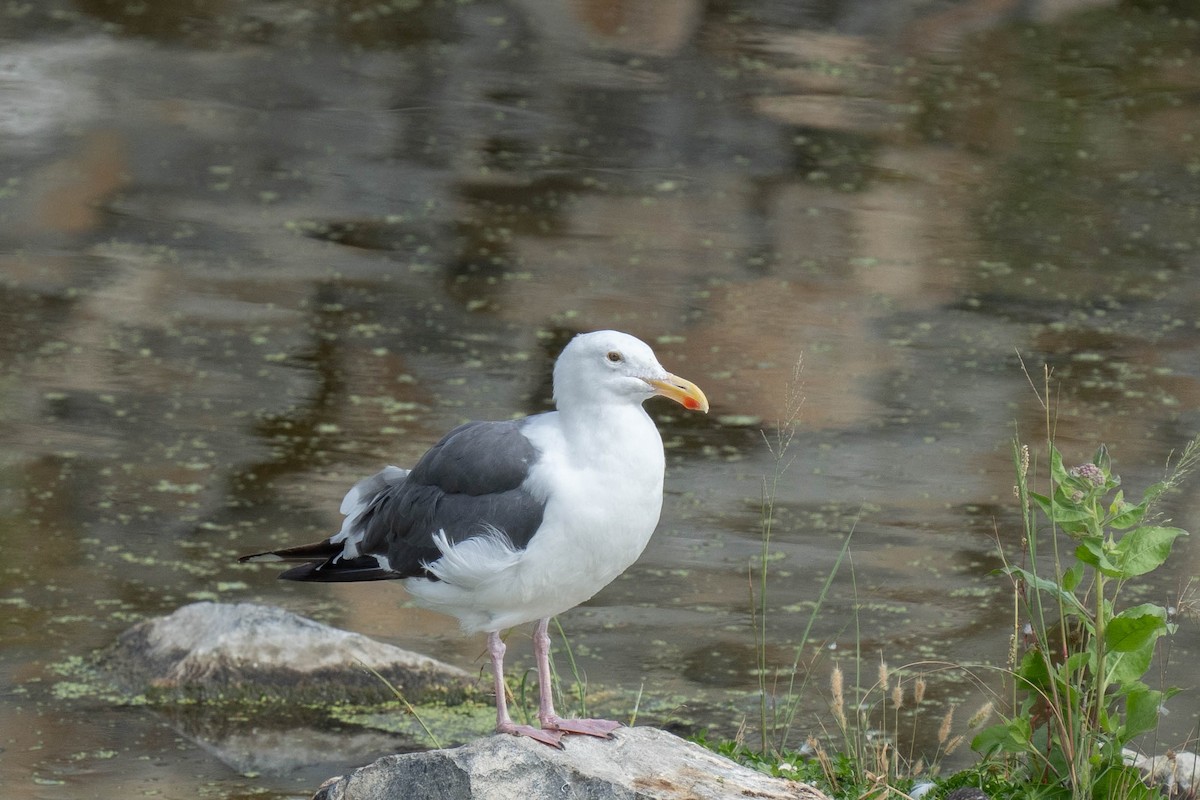 Western Gull - ML623899864