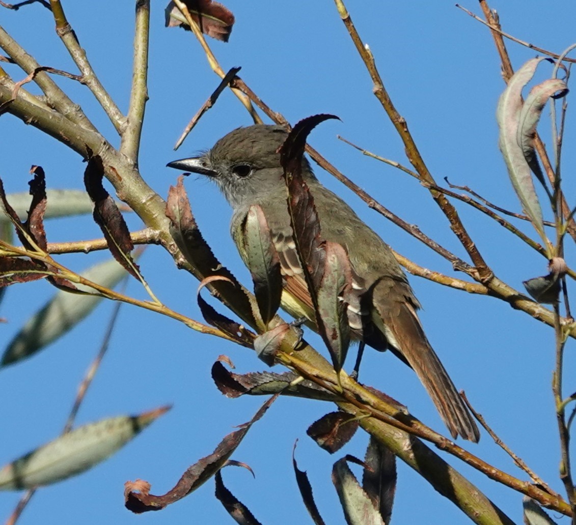 Great Crested Flycatcher - ML623899866