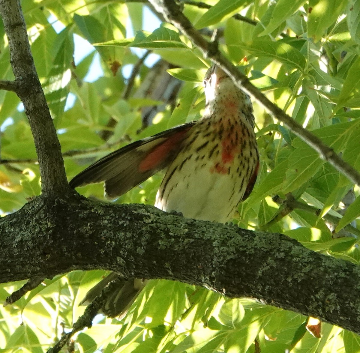 Rose-breasted Grosbeak - Daniel Néron